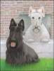 Portrait of Riley & Cooper (dogs)